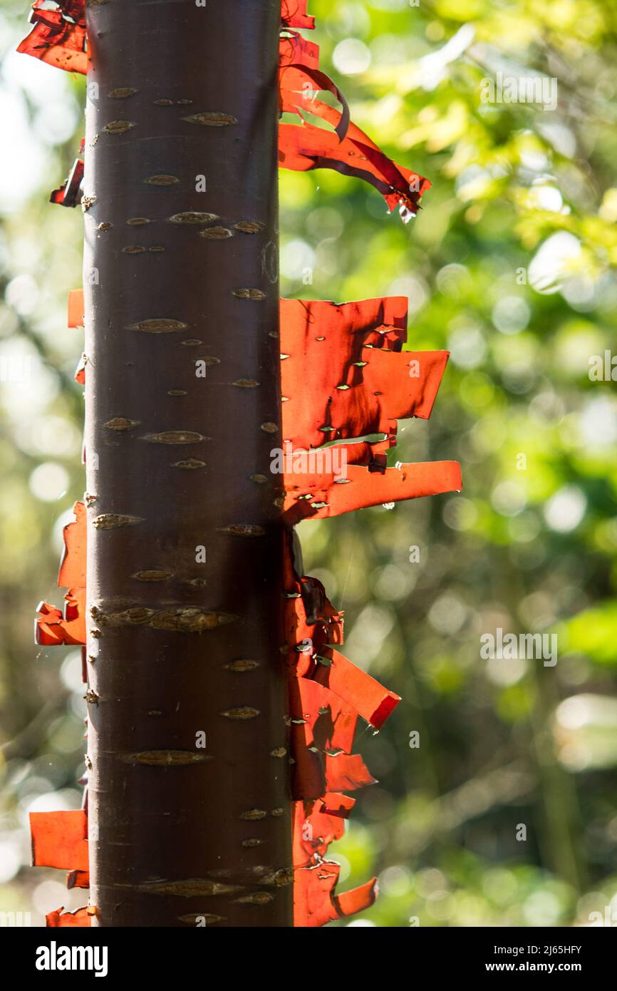 The red colored bark of Prunus serrulata Stock Photo