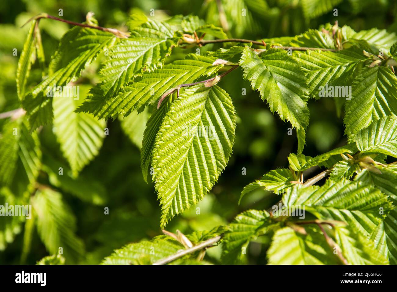 The fresh leaves of Carpinus betulus or hornbeam in spring Stock Photo