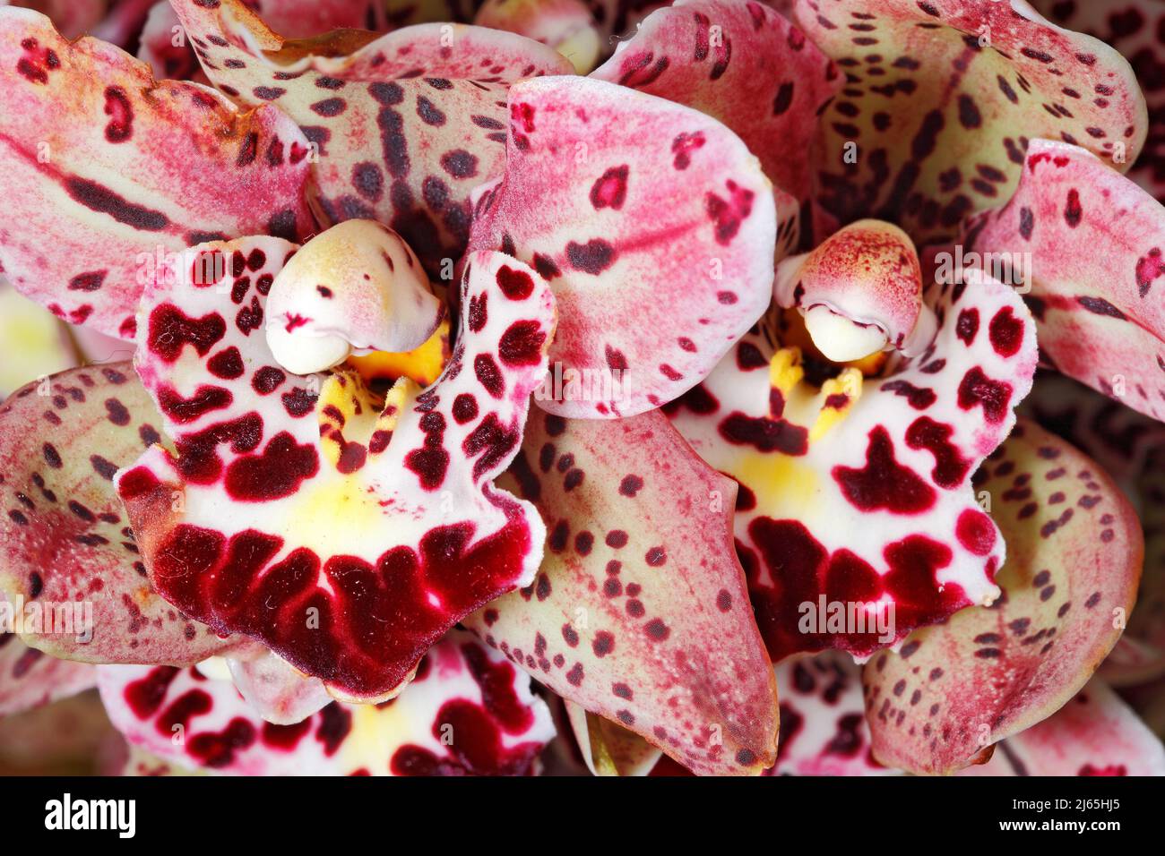 White, rose, red orchid bouquet close up Stock Photo