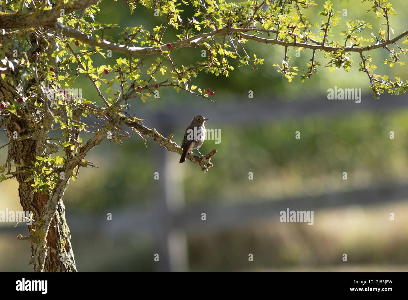 Un oiseau sur une branche dans un cadre de verdure Stock Photo