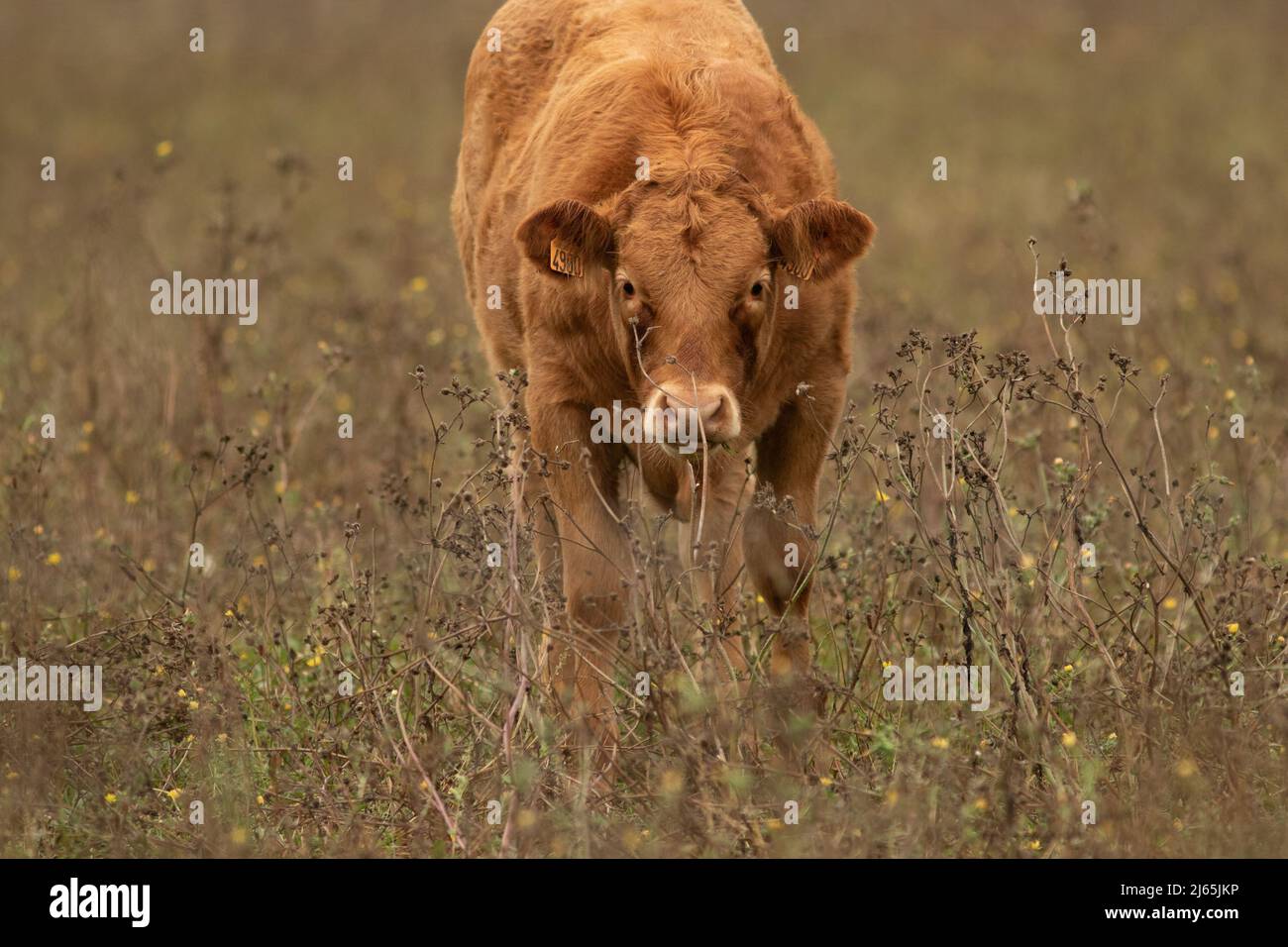 Un veau dans les champs qui regarde l'objectif Stock Photo