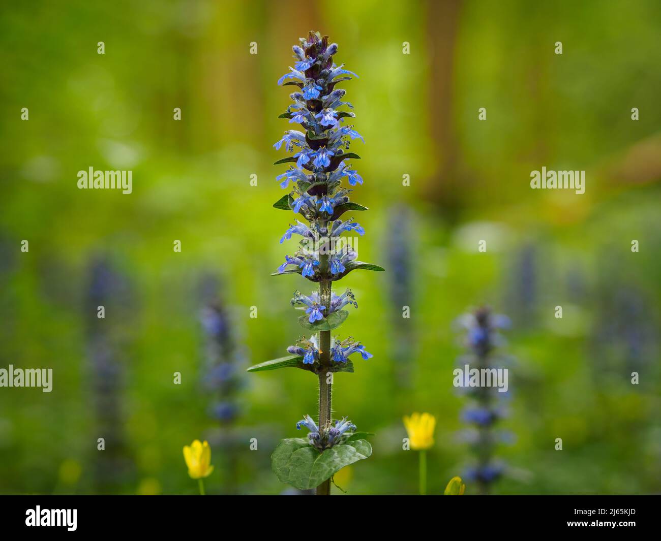 Ajuga reptans is a herbaceous flowering plant of the mint family and has a whole host of common names including brown bugle and carpetweed. Stock Photo