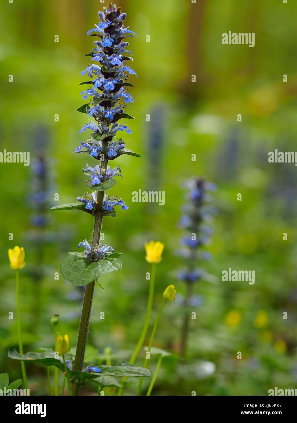 Ajuga reptans is a herbaceous flowering plant of the mint family and has a whole host of common names including brown bugle and carpetweed. Stock Photo