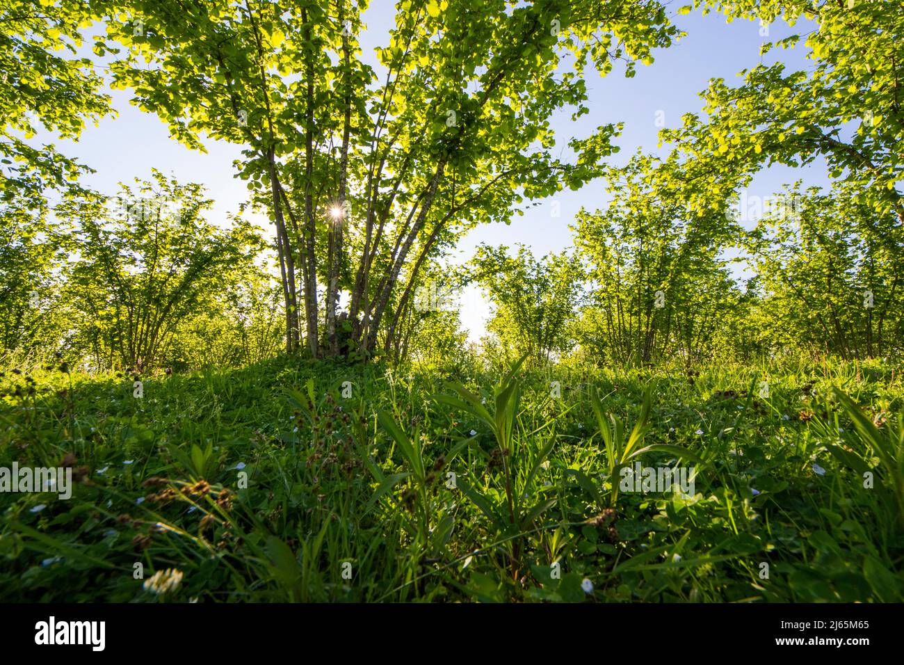 Hazelnut trees plantation landscape and view, large group of trees