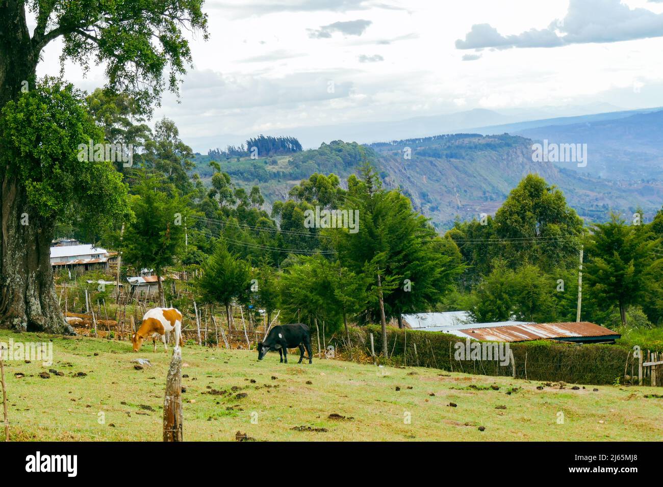 African landscape with cattle grazing in a farm against Kerio Valley, Kenya Stock Photo