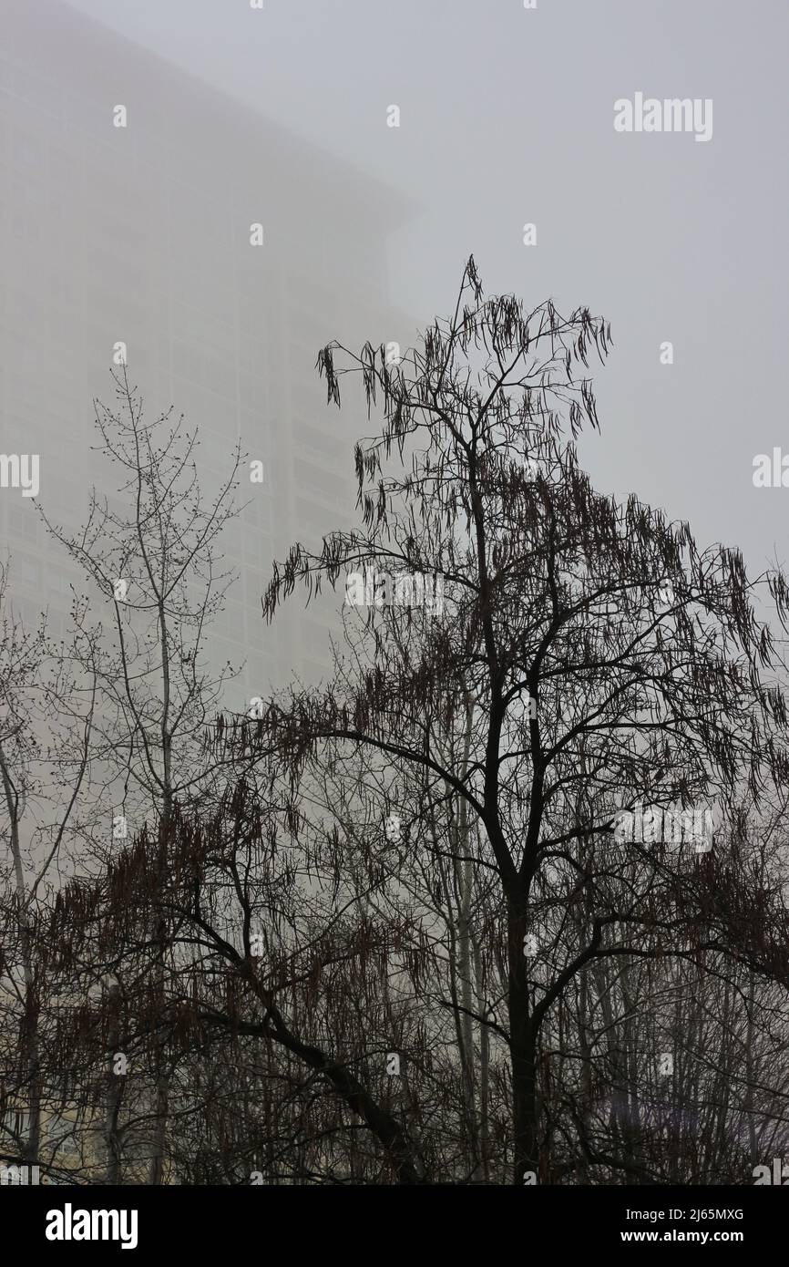 Natural trees growing in the city park on a foggy day Stock Photo - Alamy