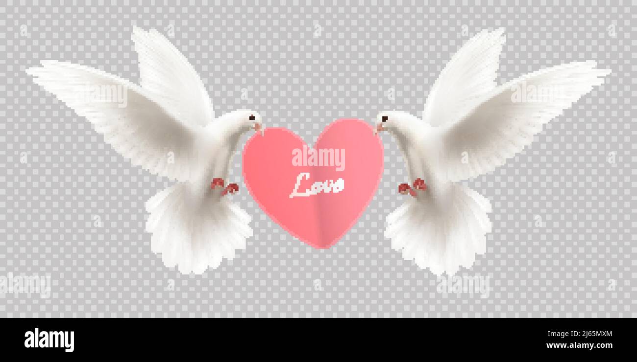 Love design concept with two white pigeons holding heart in its beak on transparent background realistic vector illustration Stock Vector