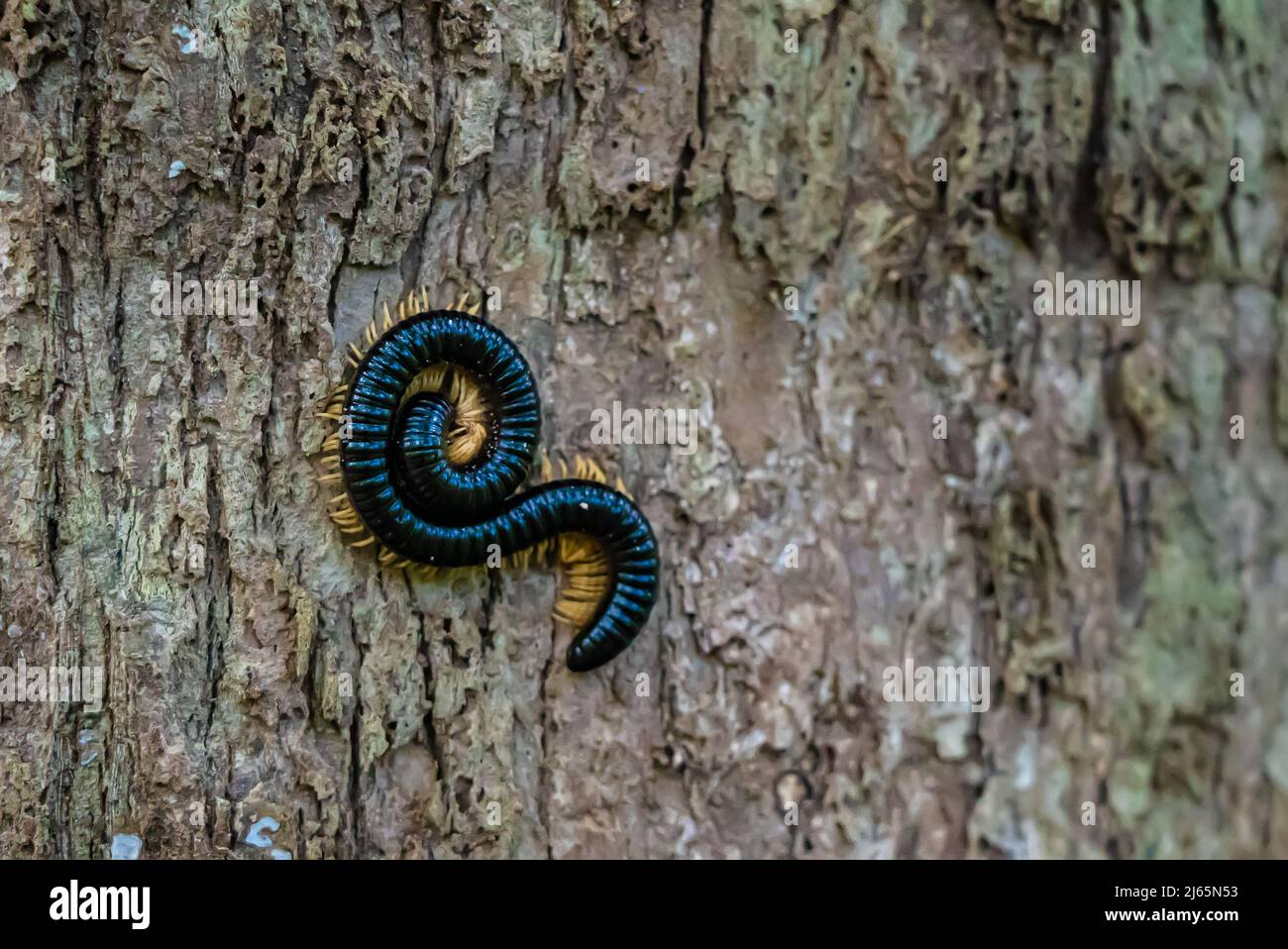 Giant millipede on a tree bark, Zanzibar, Tanzania Stock Photo