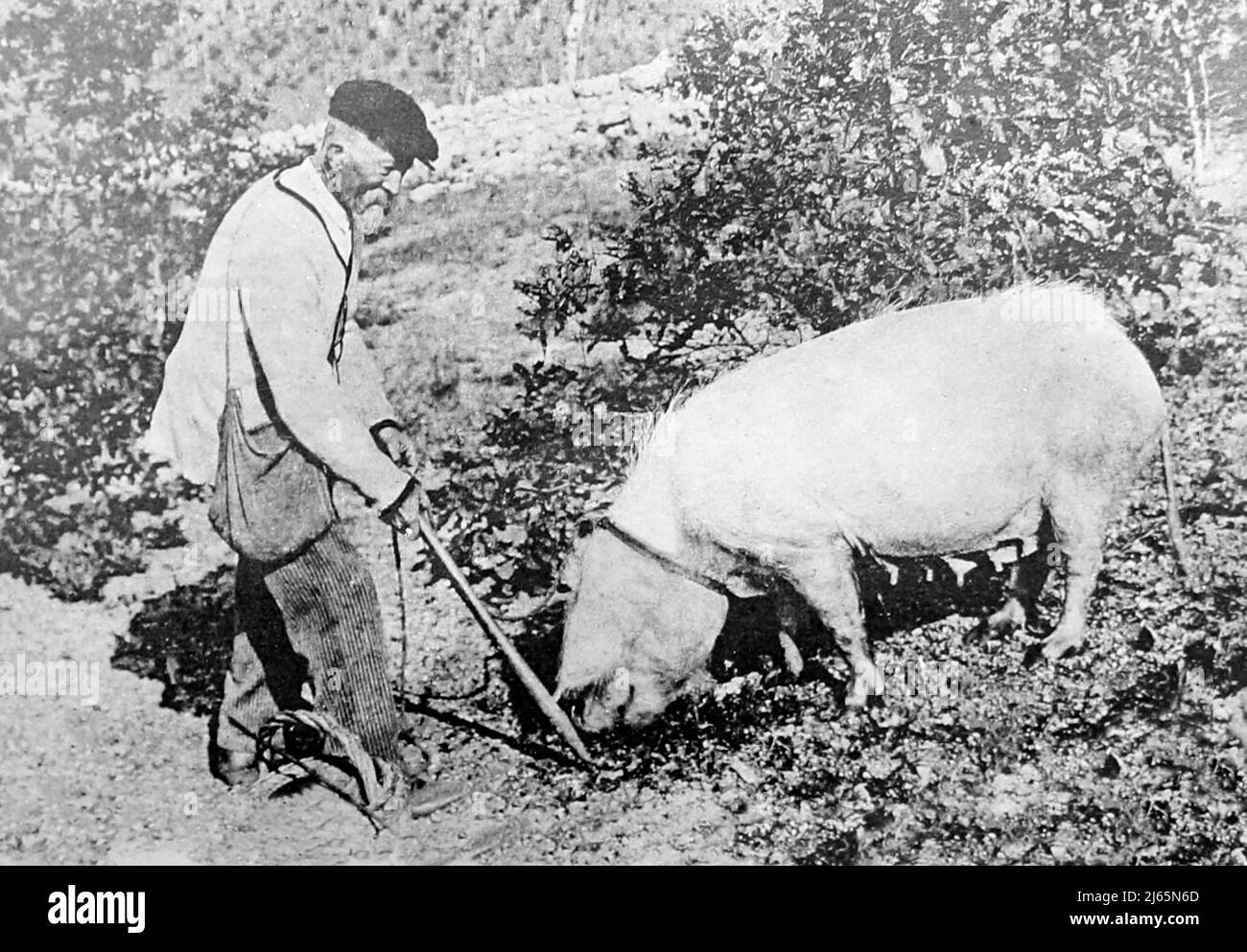 Hunting for truffle, Perigord, France, Victorian period Stock Photo Alamy