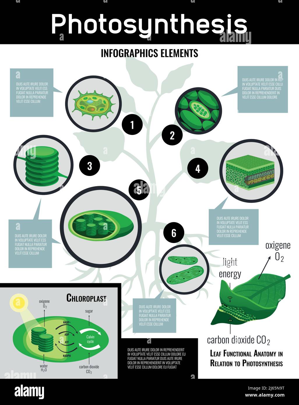 Photosynthesis light energy in cells food conversion process schema