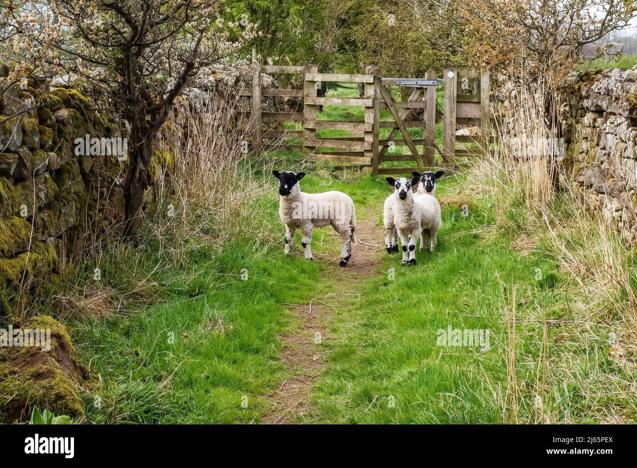 Springtime lambs taking stock before scrambling under, over and past the obstacles confining them, Pennine way, Dufton, Eden Valley, Cumbria, UK Stock Photo
