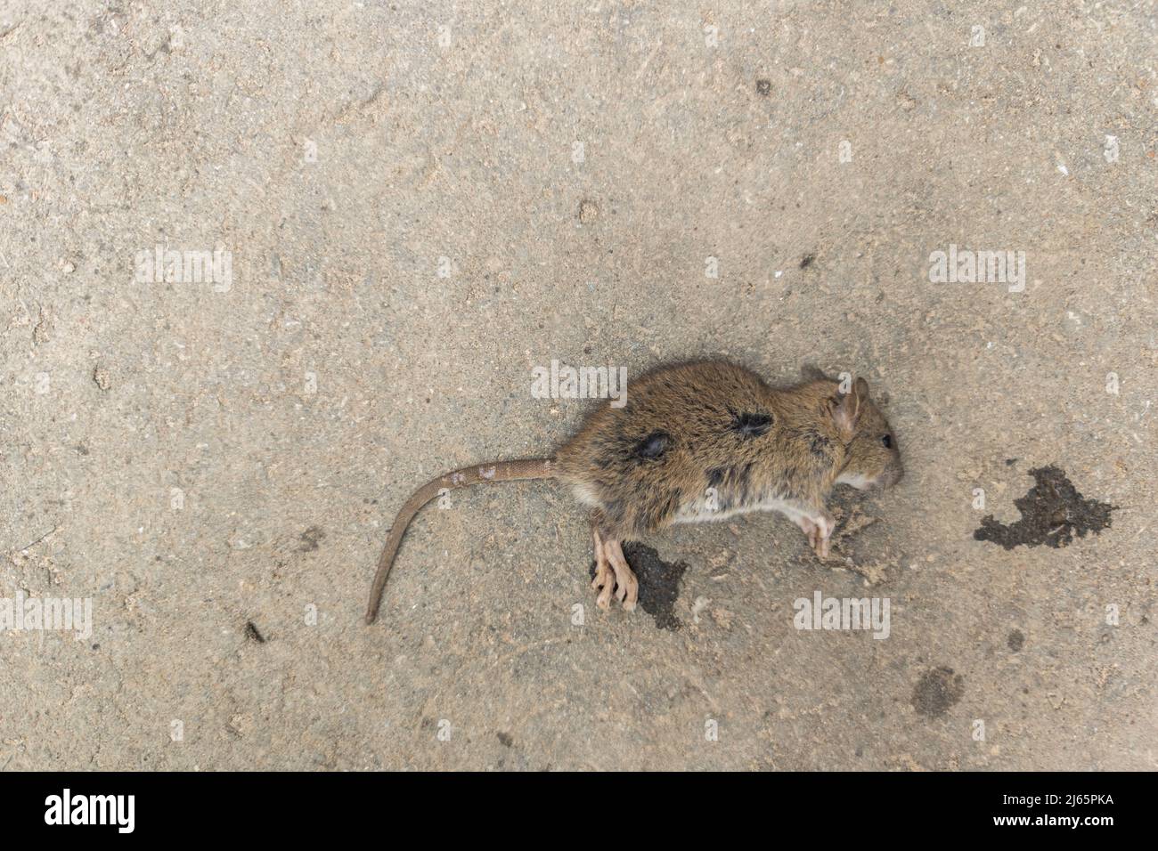 dead mouse body on sandy asphalt surface Stock Photo Alamy