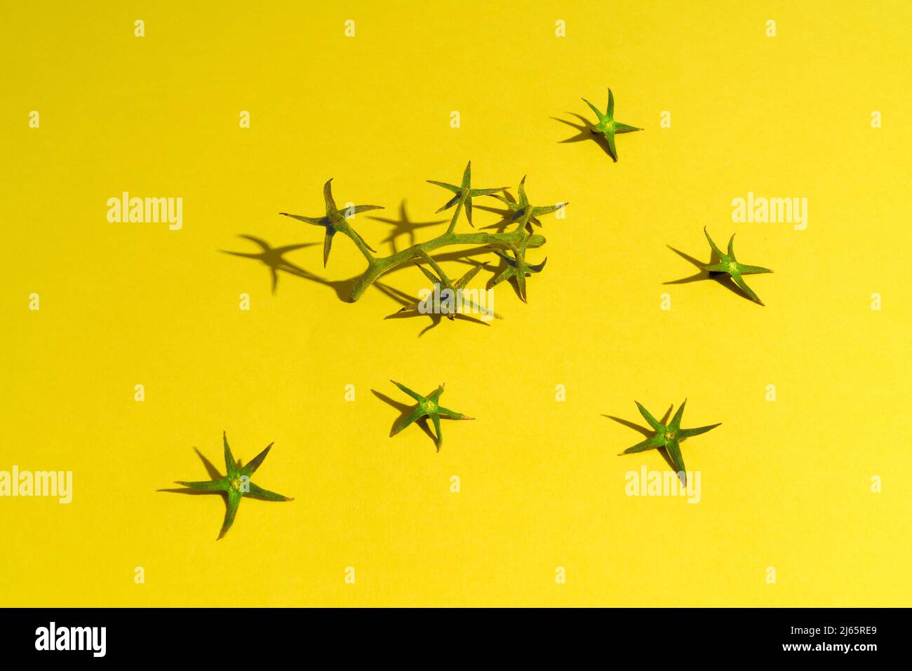 The Stem of a Tomato on Yellow Background with Leafstalks like Stars Stock Photo