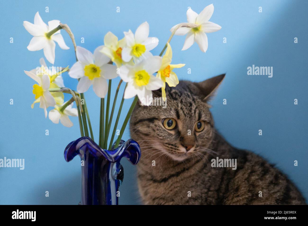 Cat and flowers. White and yellow daffodils on a blue background. Flower with orange center. Spring flowers. A simple daffodil bud. Narcissus bouquet. Floral concept. Stock Photo