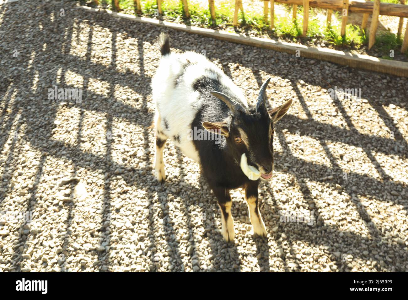 Cute goat eat cabbage in sunny day in park Stock Photo Alamy