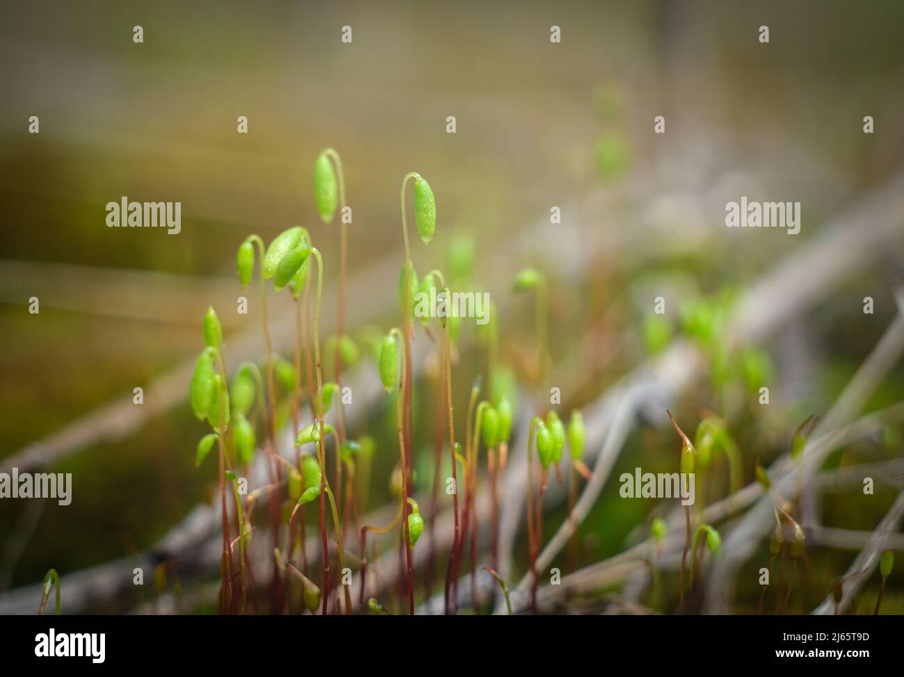Macro of young moss. Microworld of forest moss. Stock Photo