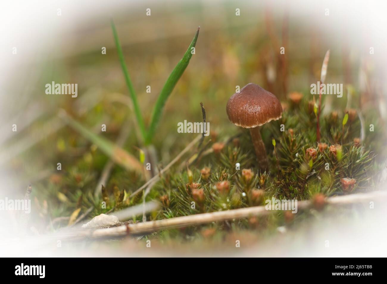 Macro world of moss and mushrooms. Stock Photo