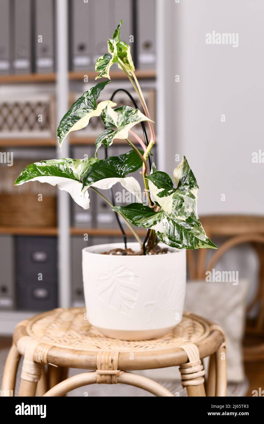 Potted exotic 'Syngonium Podophyllum Variegata' houseplant with white spots on table in boho style living room Stock Photo