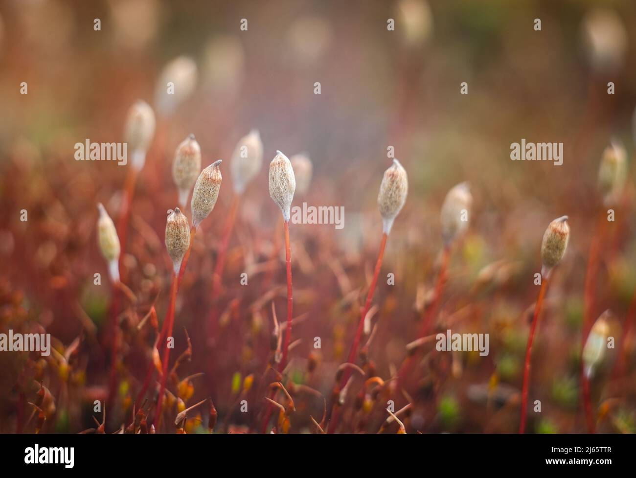 Macro of young moss. Microworld of forest moss. Stock Photo