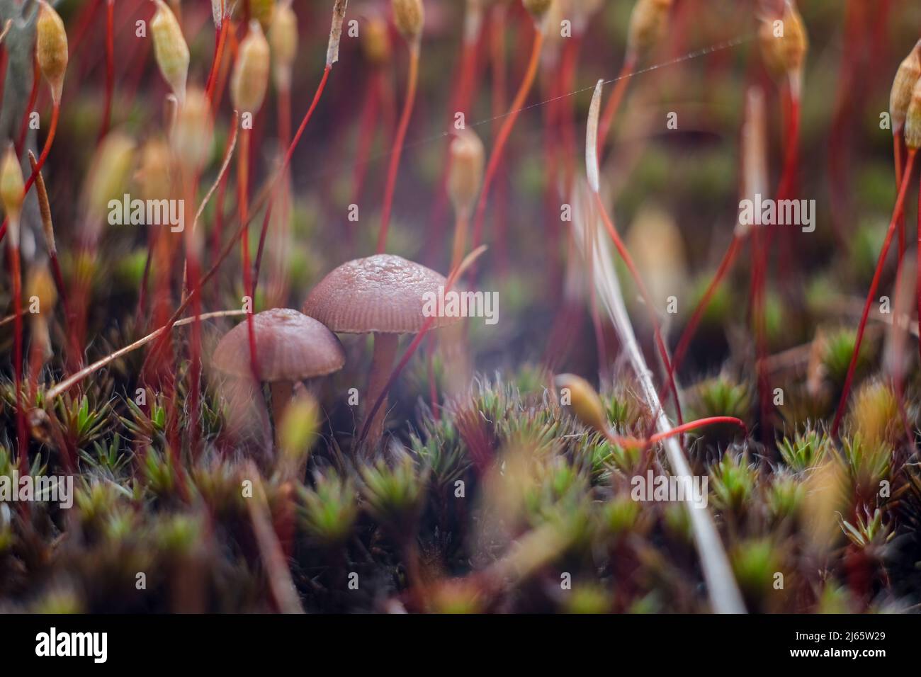 Macro world of moss and mushrooms. Stock Photo