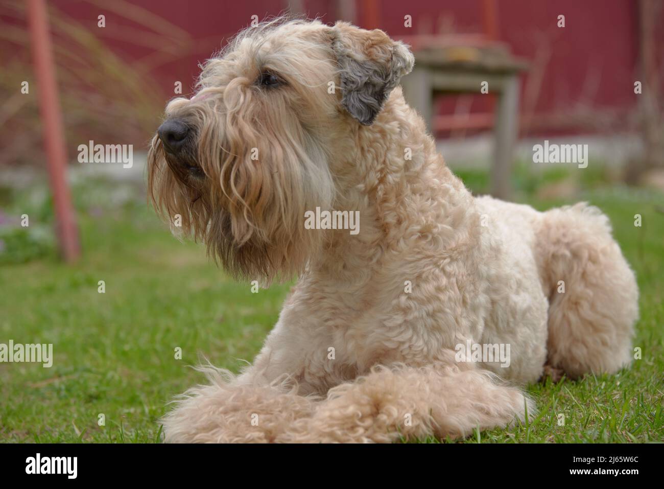 Irish soft coated wheaten terrier. A golden dog lies on a green lawn and looks intently into the distance. Stock Photo
