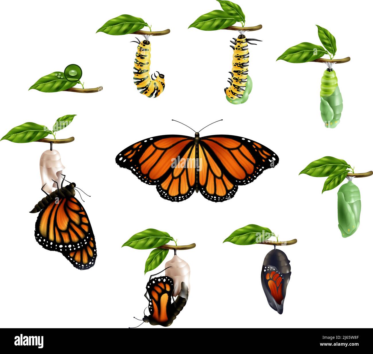 Life cycle of butterfly realistic icons set of caterpillar larva pupa imago phases vector illustration Stock Vector