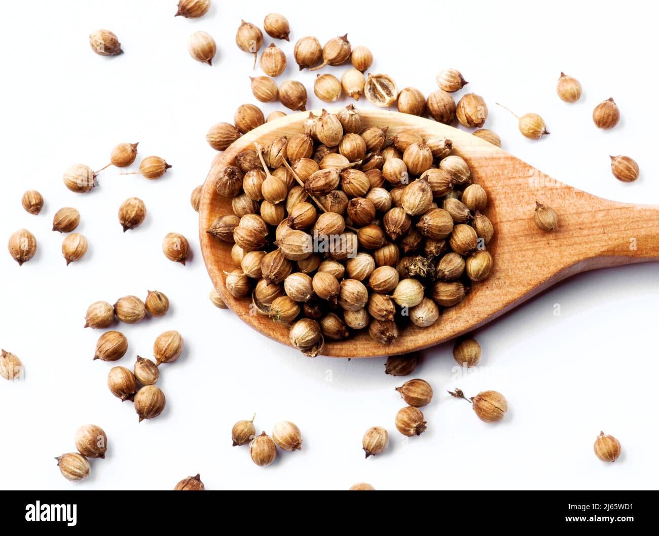Dry Coriander also Cilantro Seeds in Wooden Spoon closeup on White