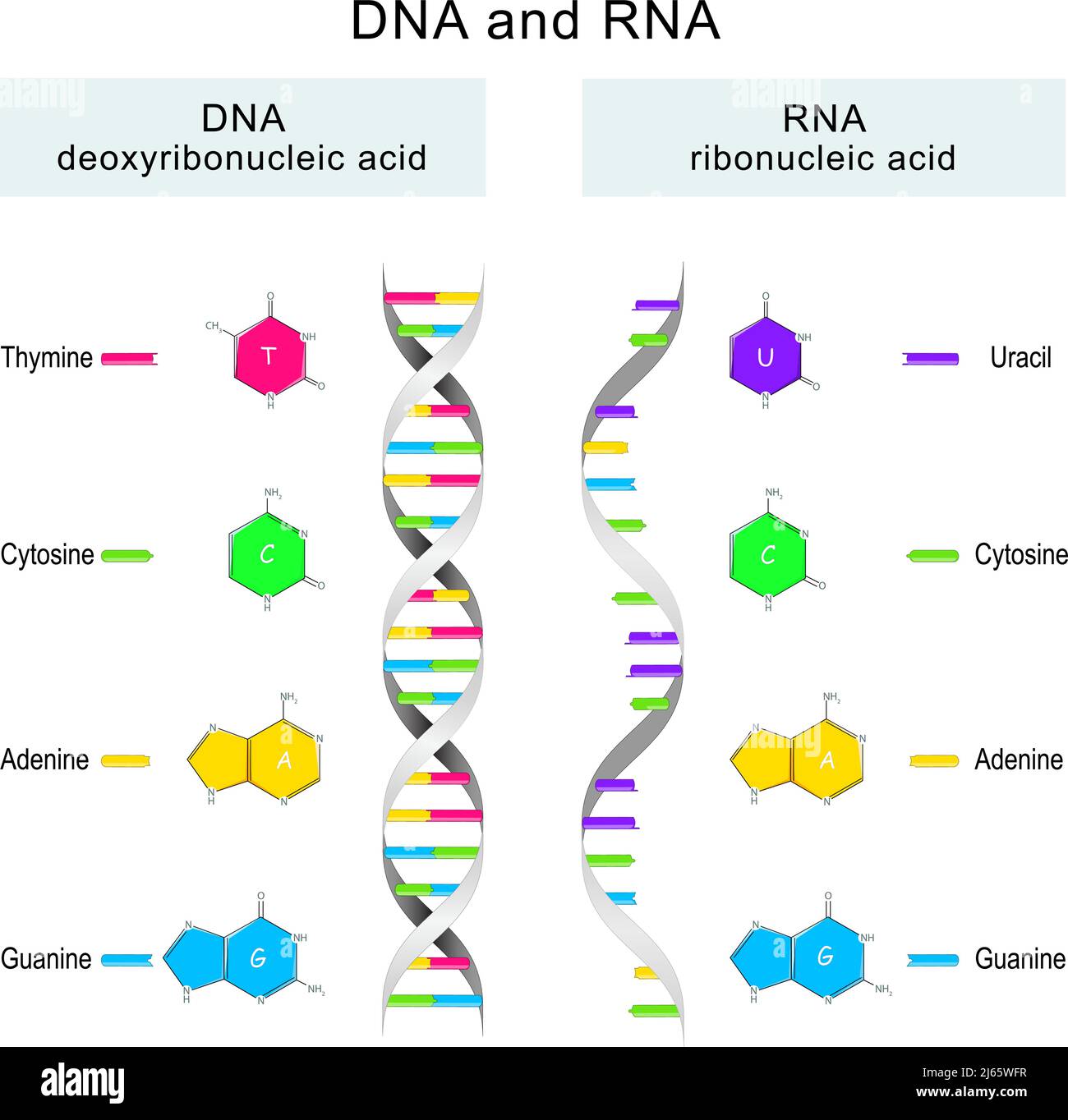 Dna base pair Stock Vector Images Alamy