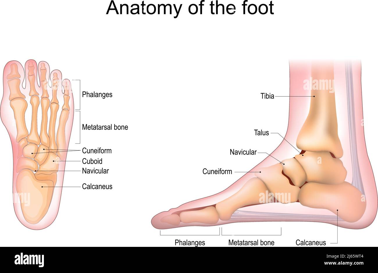 Foot anatomy. Human foot with the name and description of all bones and sites. top view and side view. Arches of the feet. skeleton anatomy. Vector Stock Vector