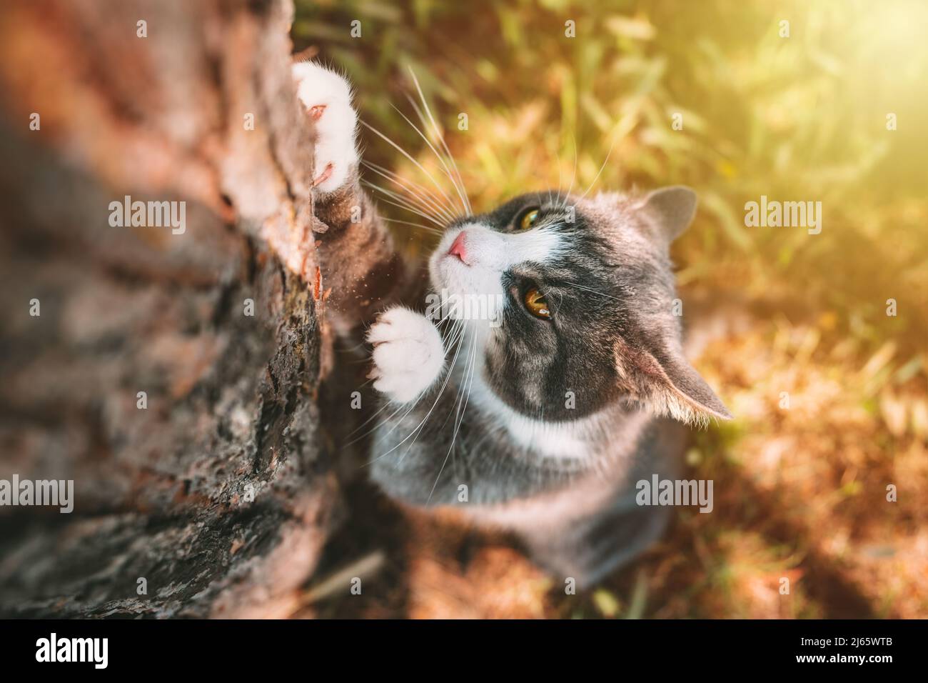 Cat scratching tree outdoors. Cat sharpens its claws on a tree trunk in nature. Stock Photo