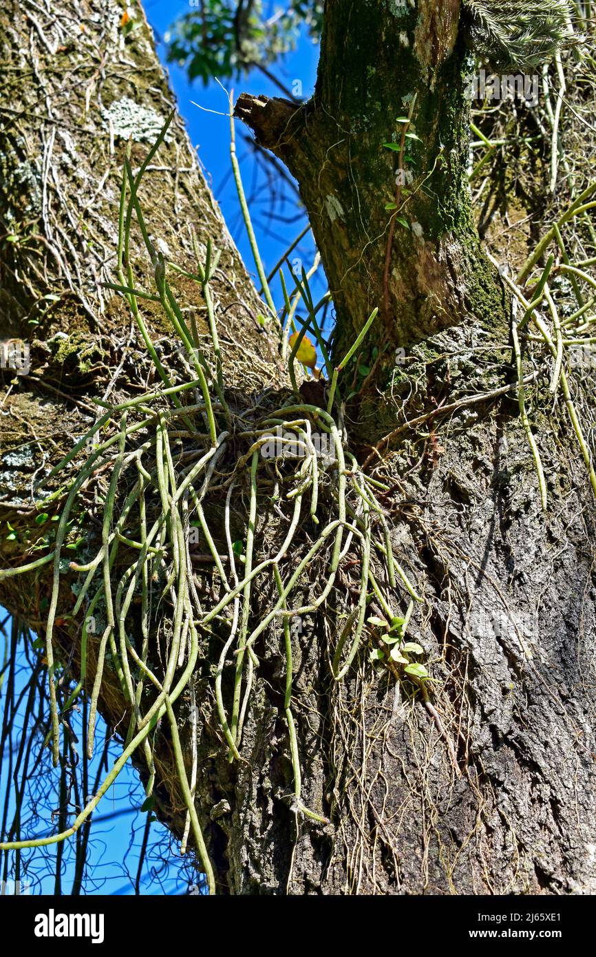 Mistletoe cactus on tree trunk (Rhipsalis baccifera) Stock Photo