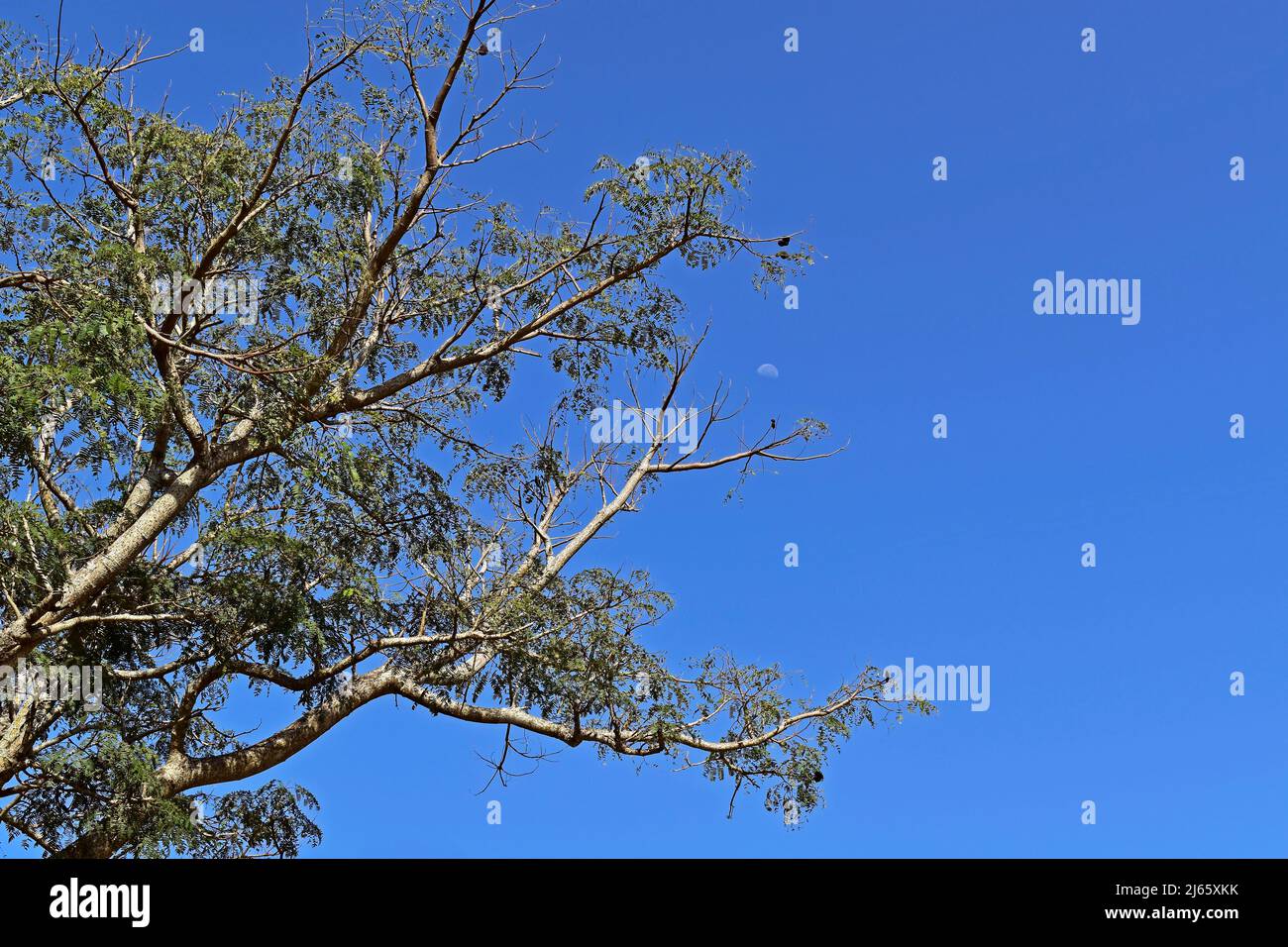 Elephant ear tree enterolobium cyclocarpum hi-res stock photography and ...