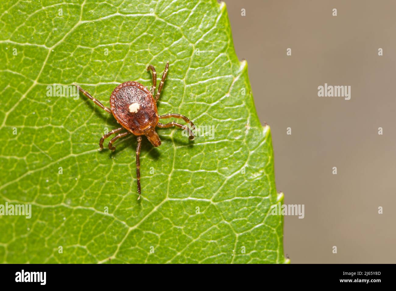 Lone Star Tick - Amblyomma americanum Stock Photo