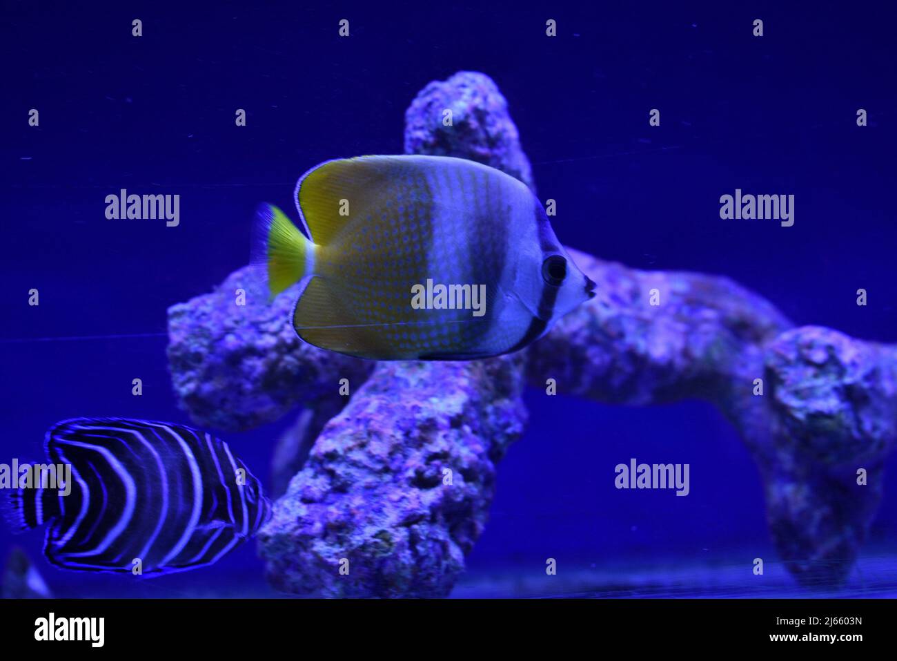 Fish, A Seahorse and Coral Reef In Fish Tanks At Titchfield Maidenhead