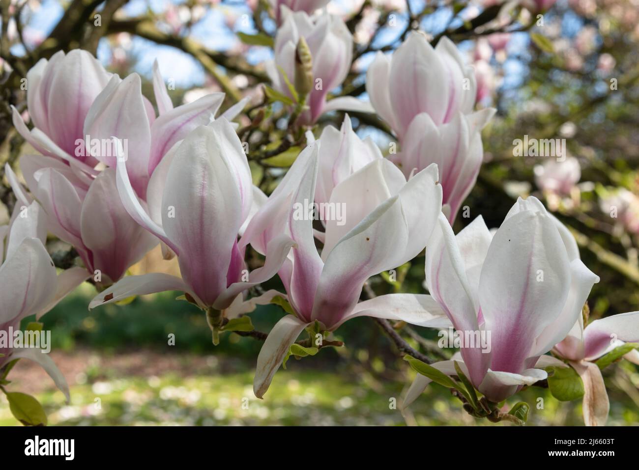 Hardy magnolia tree hi-res stock photography and images - Alamy
