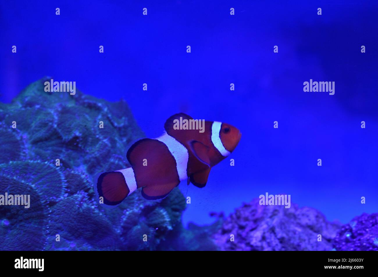 Fish, A Seahorse and Coral Reef In Fish Tanks At Titchfield Maidenhead