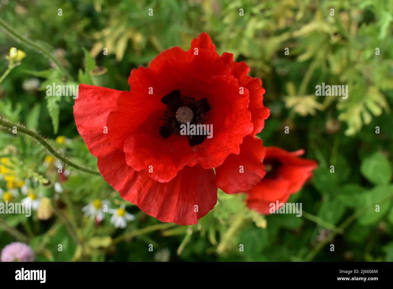 Different Types Of Flowers Stock Photo Alamy