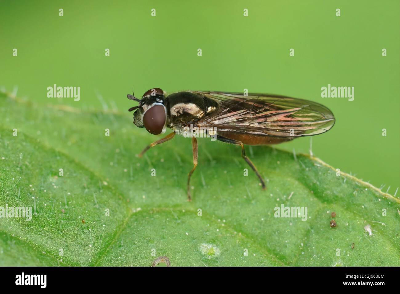Closeup on a shiny Small Hoverfly, Platycheirus albimanus sitting on a green leaf in the garden Stock Photo