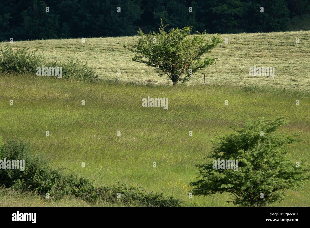 Un arbre au milieu d'un champ avec différent ton de couleur verte Stock Photo