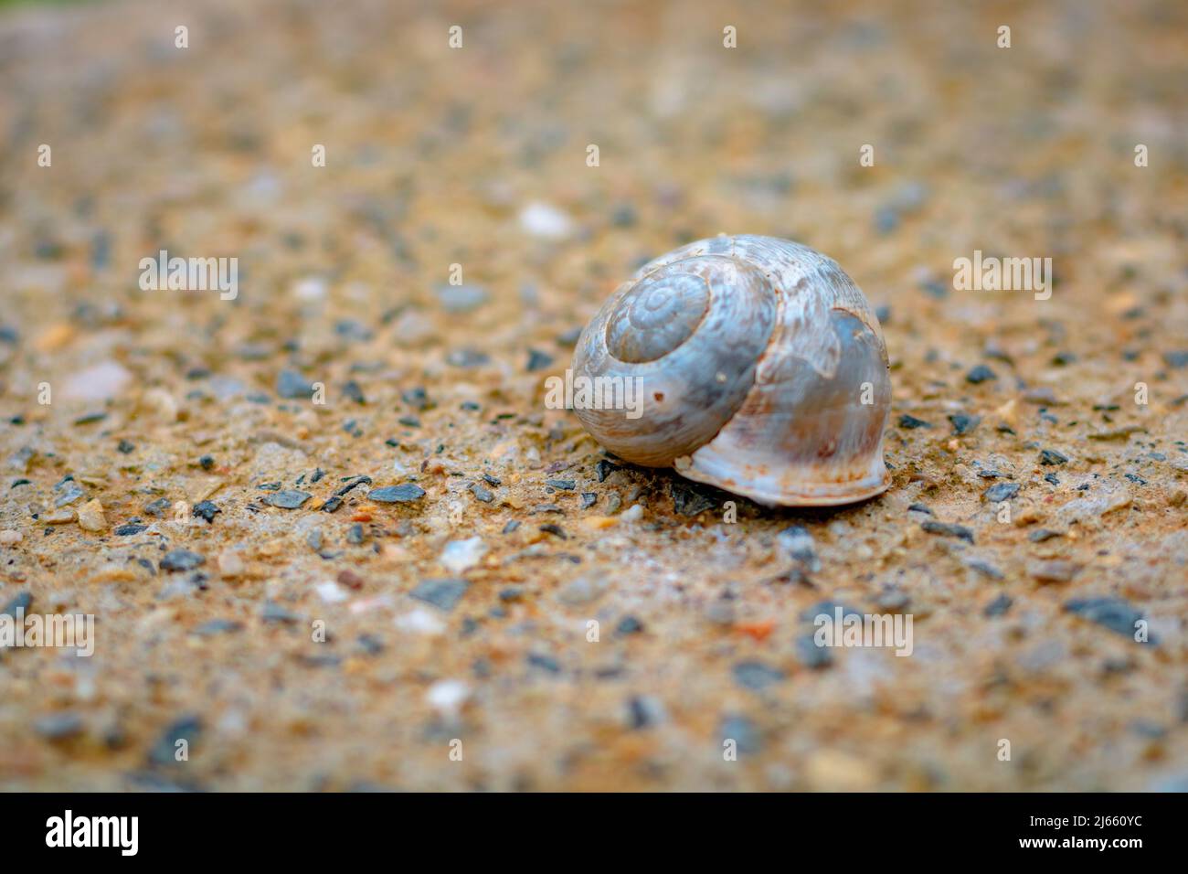 Leaving home concept photo. A snail shell without a snail in focus. Stock Photo