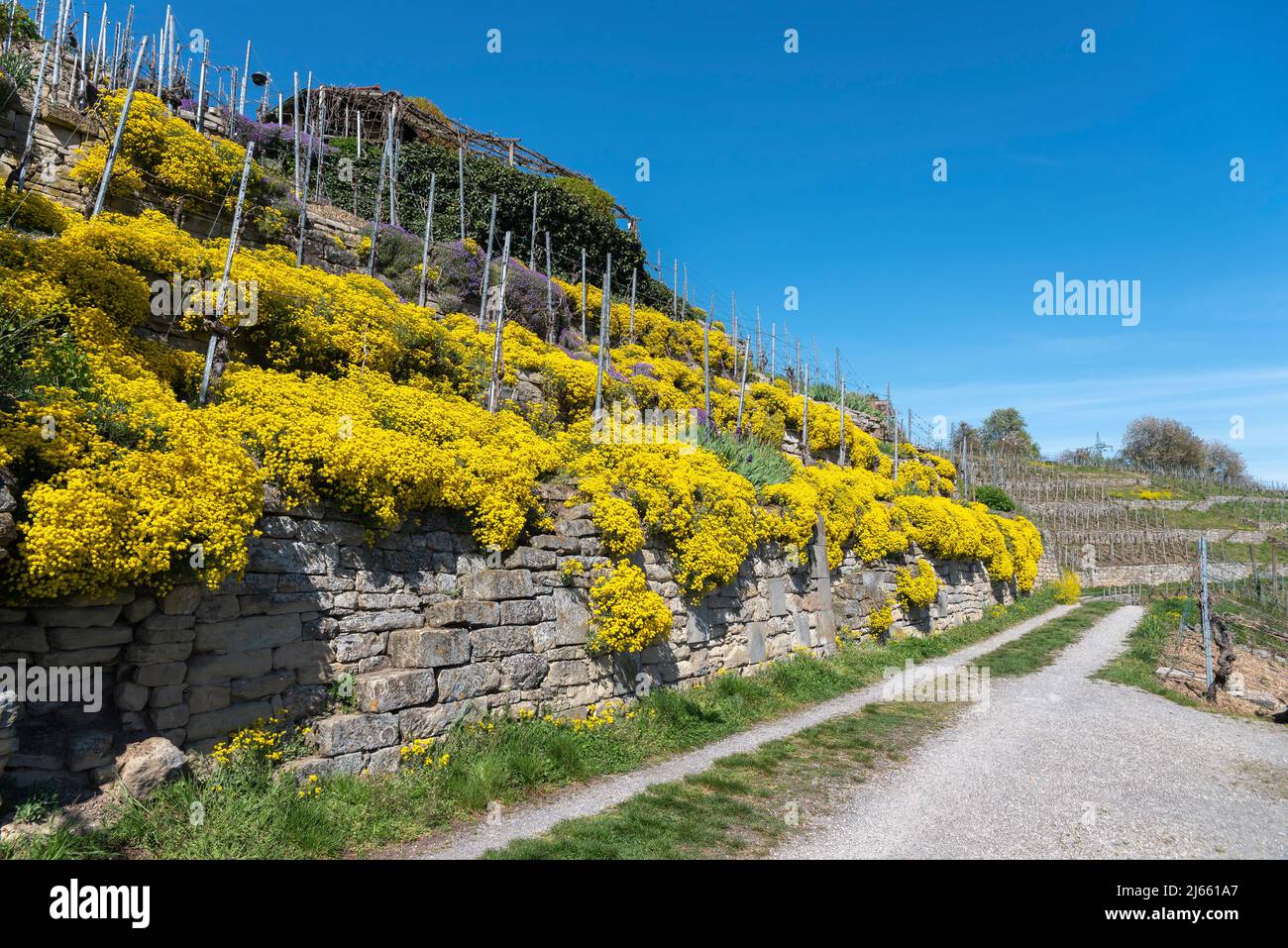 Landscape on vineyard path Enzfelsen with flower mats of wall stonewort, Muhlhausen on the Enz, Kraichgau, Germany, Europe Stock Photo