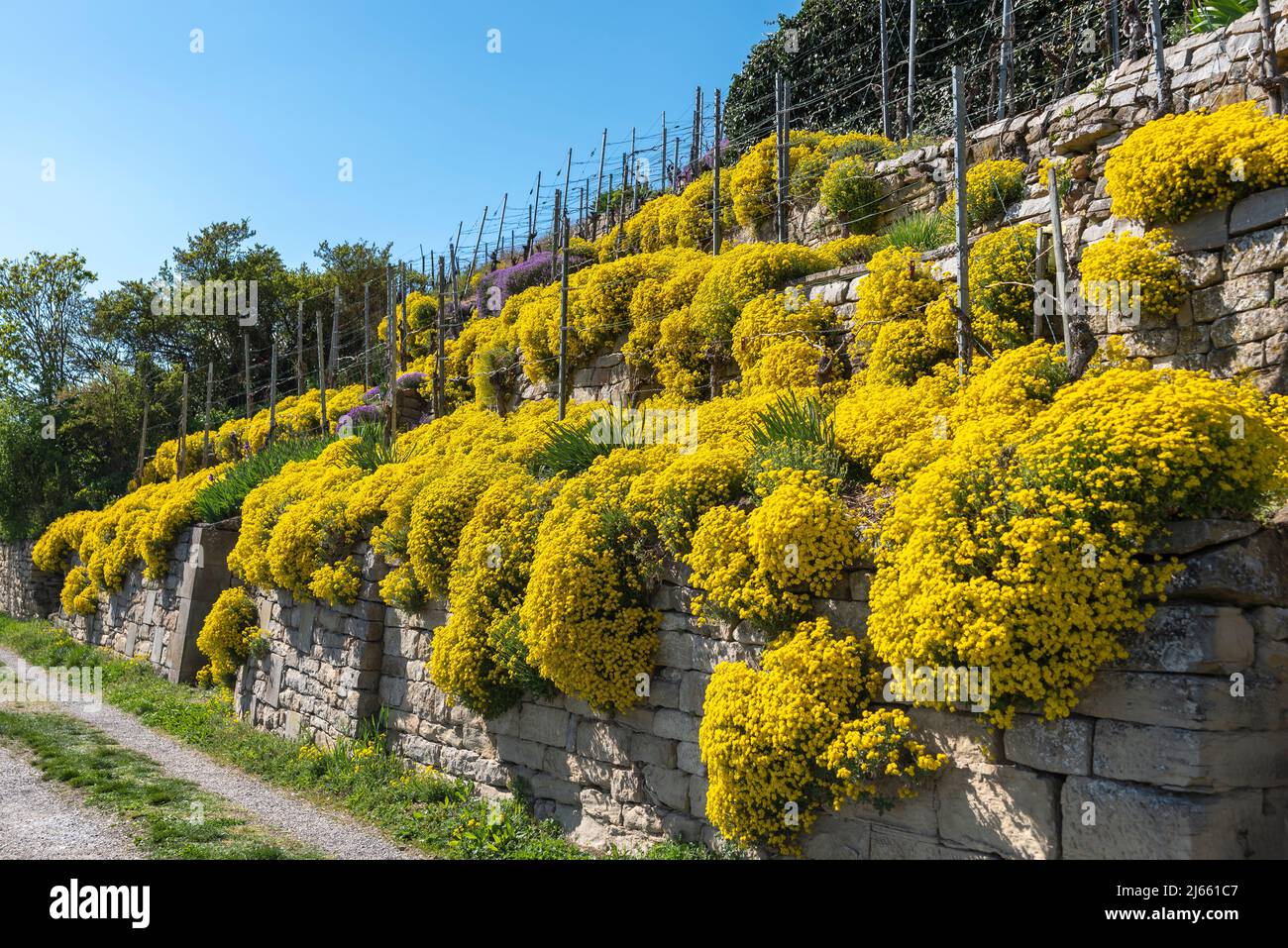 Flower matts of Wall stonewort on the vineyard path Enzfelsen, Muhlhausen on the Enz, Kraichgau, Germany, Europe Stock Photo