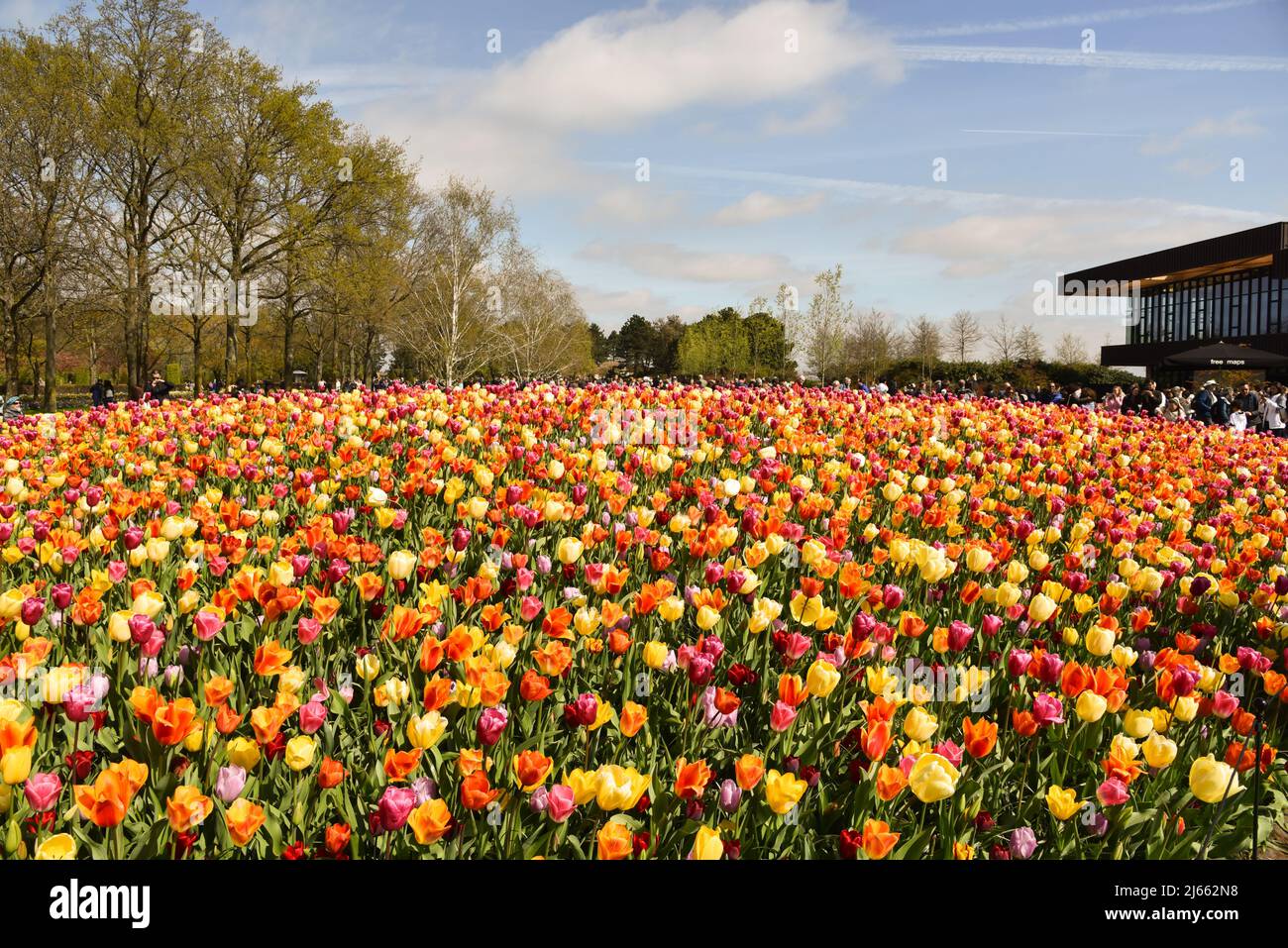Lisse, Netherlands, April 2022. Flowering tulip fields in different colors. High quality photo Stock Photo