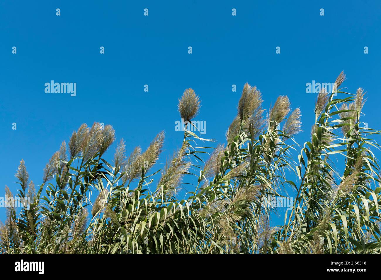 Giant reed against clear sky Stock Photo