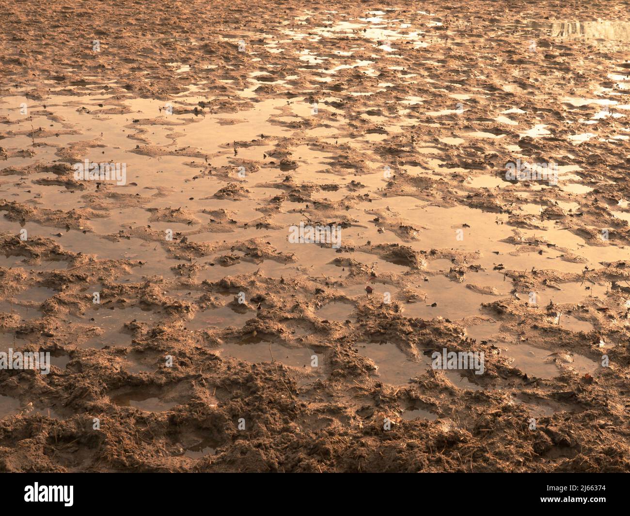 Muddy field with puddles and traces of ungulates Stock Photo