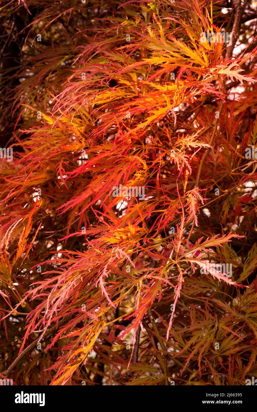 Red leaves on a Japanese Maple, close-up branch tree view Stock Photo ...
