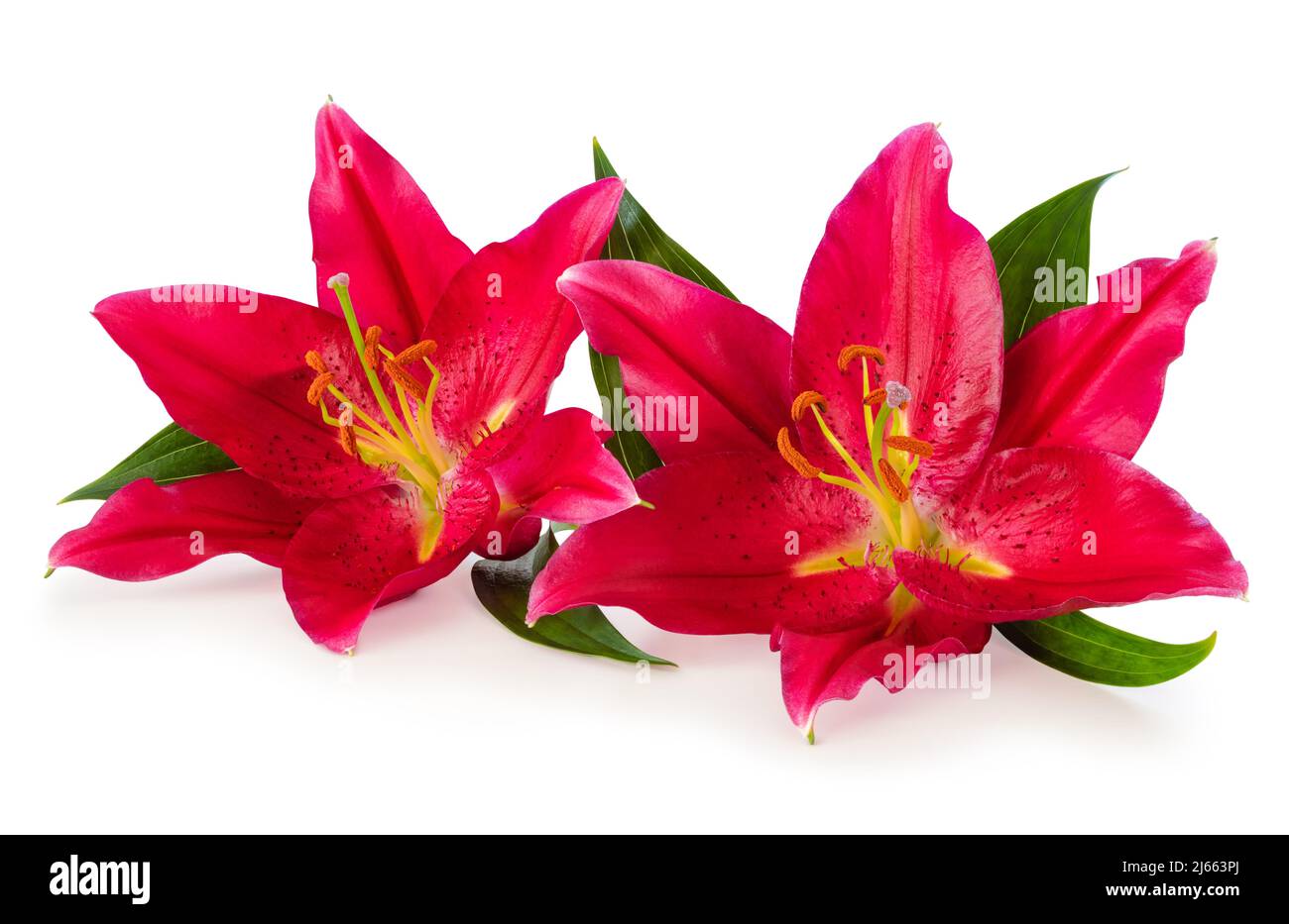 Two beautiful red Lilies (Lilium, Liliaceae) isolated on white background, including clipping path without shade. Germany Stock Photo