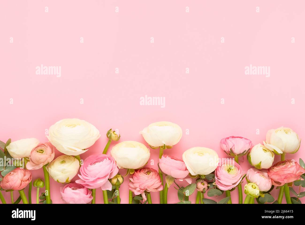 Border of beautiful ranunculus flowers on a pink background. Mothers Day, Valentines Day, birthday concept. Top view, copy space for text Stock Photo