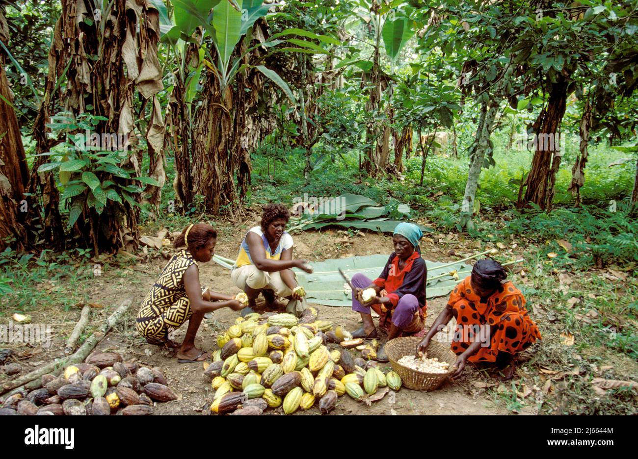 Ghana, Kumasi region; women working at a cocoa plantation Stock Photo