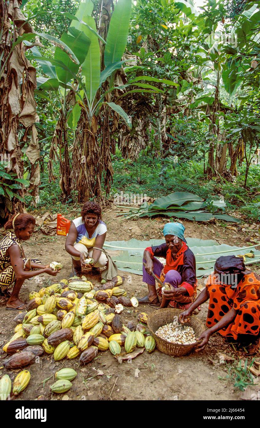cocoa-plantation-ghana-hi-res-stock-photography-and-images-alamy